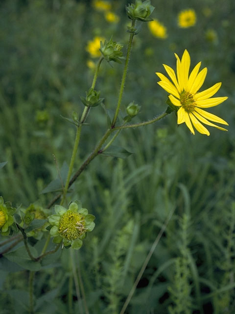 Silphium asteriscus (Starry rosinweed) #11257