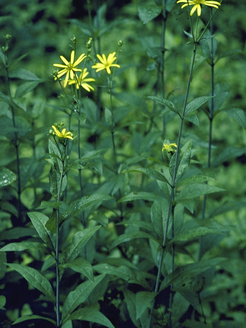 Silphium trifoliatum (Whorled rosinweed) #11276