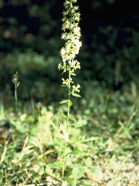 Solidago bicolor (White goldenrod) #11286