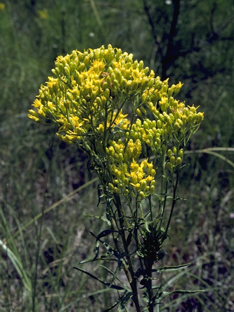 Solidago arguta var. boottii (Boott's goldenrod) #11288