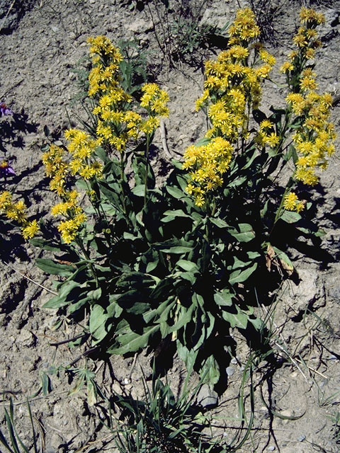 Solidago simplex var. nana (Dwarf goldenrod) #11299