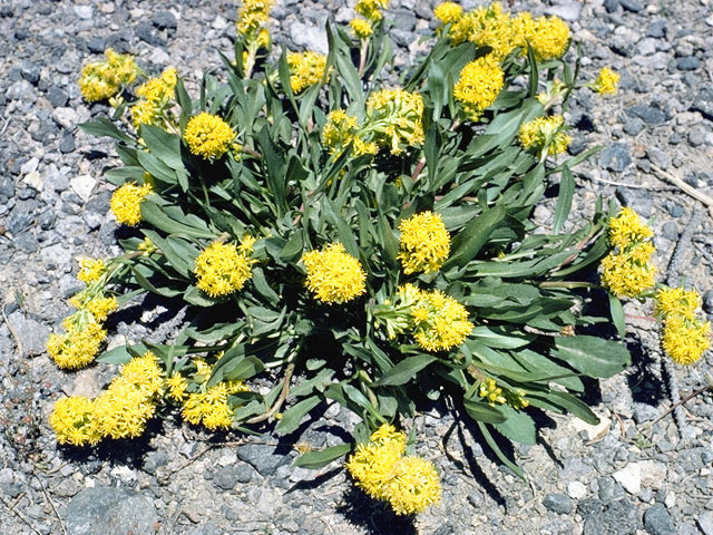 Solidago simplex var. nana (Dwarf goldenrod) #11300