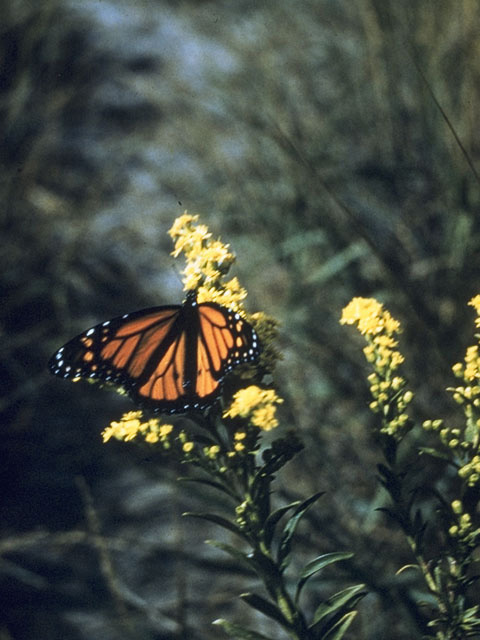 Solidago latissimifolia (Elliott's goldenrod) #11303