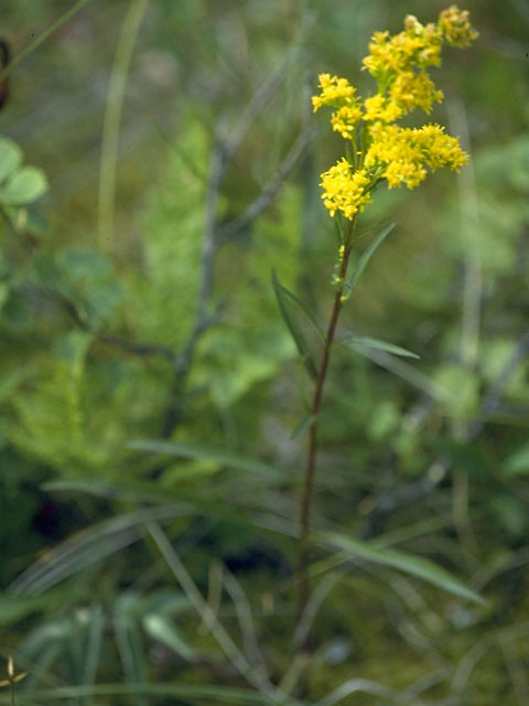 Solidago sempervirens var. mexicana (Seaside goldenrod) #11312