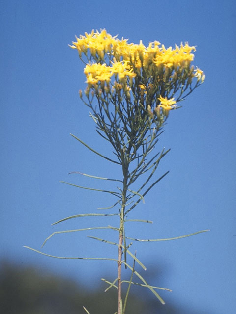 Euthamia caroliniana (Slender goldentop) #11314