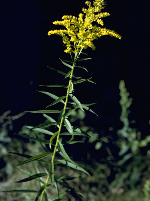 Solidago odora (Anisescented goldenrod) #11322