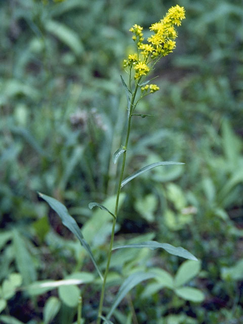 Solidago simplex var. nana (Dwarf goldenrod) #11324