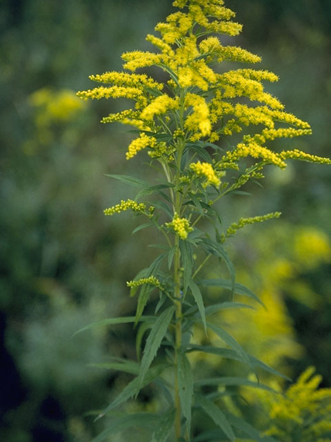 Solidago pinetorum (Small's goldenrod) #11326