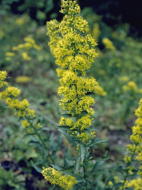 Solidago puberula (Downy goldenrod) #11327