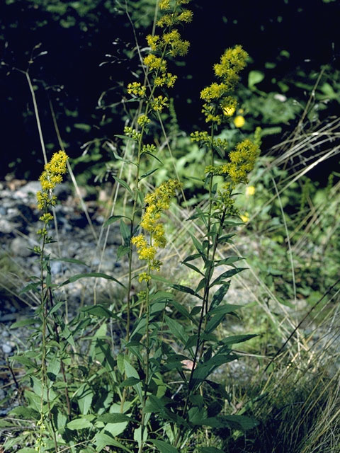 Solidago puberula (Downy goldenrod) #11328