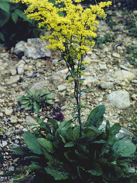 Solidago sciaphila (Shadowy goldenrod) #11335