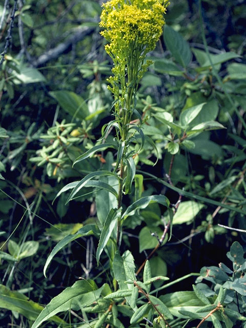 Solidago squarrosa (Stout goldenrod) #11346