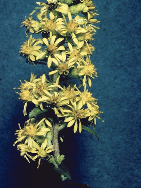 Solidago squarrosa (Stout goldenrod) #11347