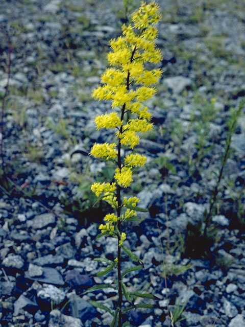 Solidago uliginosa (Bog goldenrod) #11349