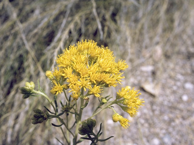 Solidago wrightii (Wright's goldenrod) #11351