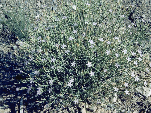 Stephanomeria pauciflora (Brownplume wirelettuce) #11366