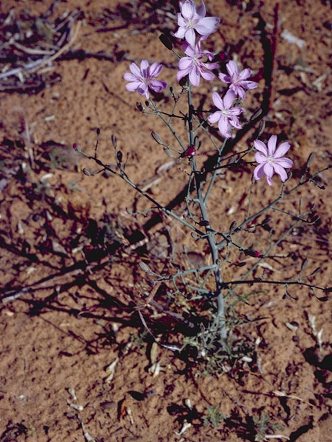 Stephanomeria minor var. minor (Narrowleaf wirelettuce) #11367