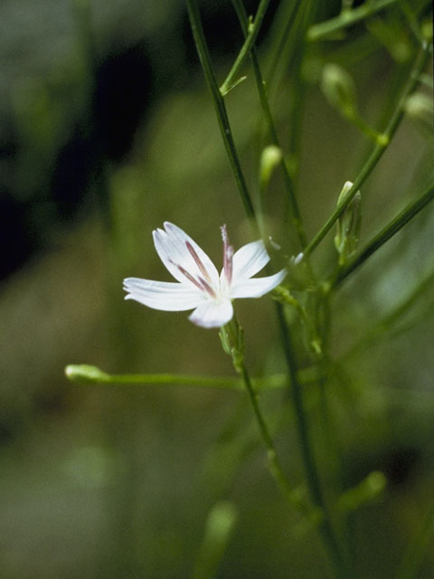 Stephanomeria wrightii (Wright's wirelettuce) #11369