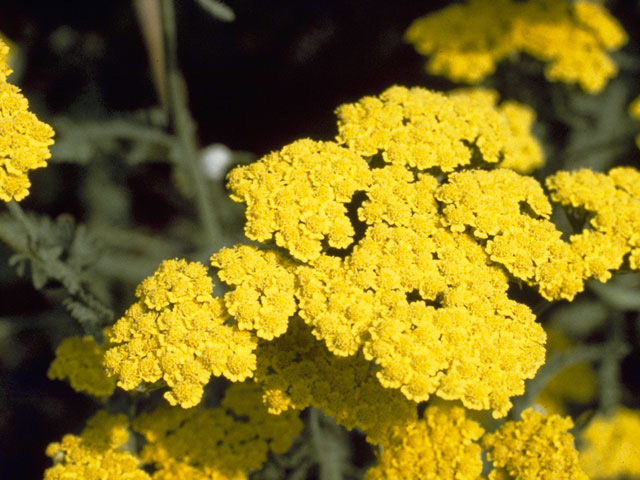 Tanacetum bipinnatum ssp. huronense (Lake huron tansy) #11375