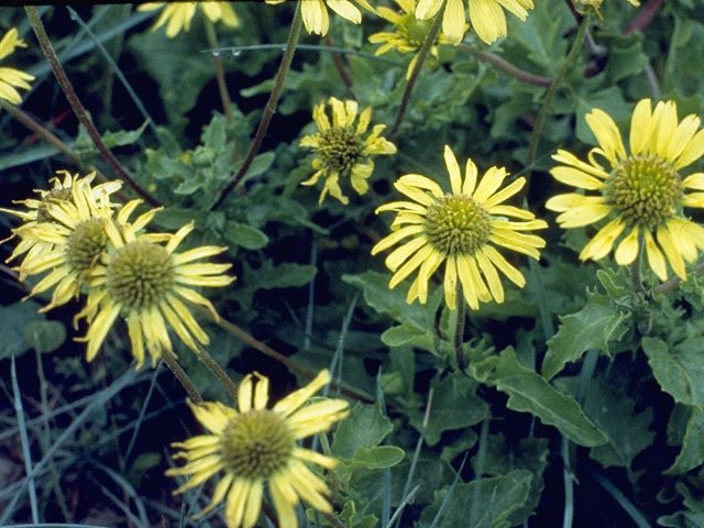 Tetragonotheca repanda (Showy nerveray) #11386