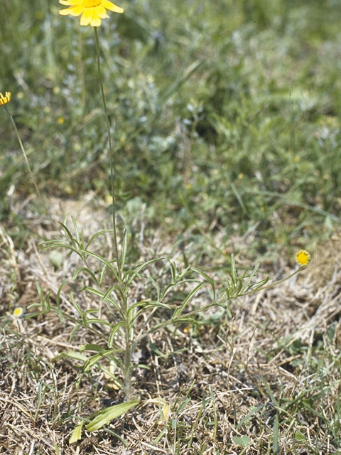 Tetraneuris linearifolia (Fineleaf fournerved daisy) #11392