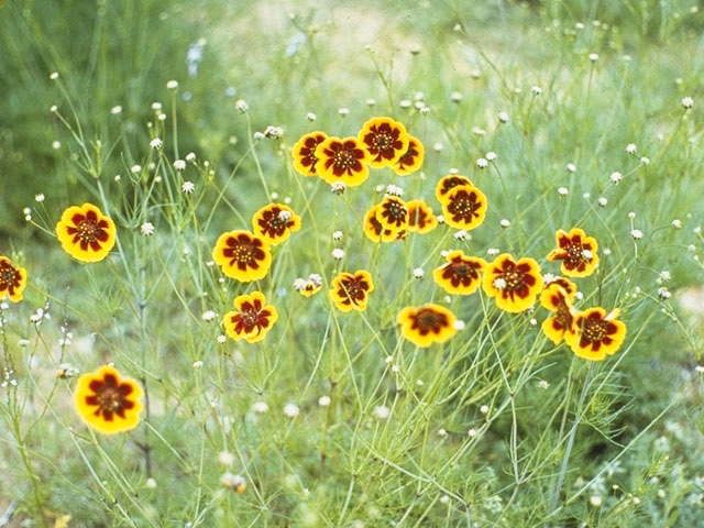 Thelesperma burridgeanum (Burridge's greenthread) #11399