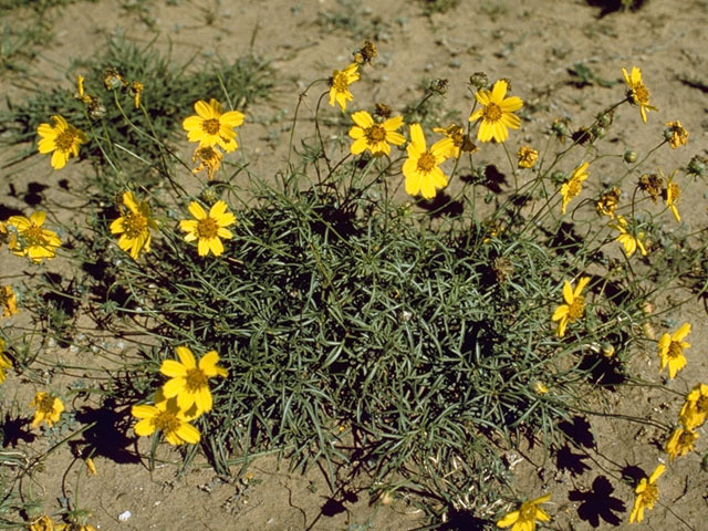 Thelesperma filifolium var. intermedium (Stiff greenthread) #11403