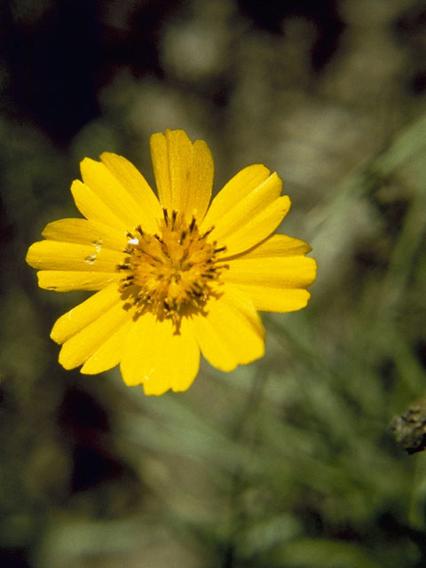 Thelesperma filifolium var. intermedium (Stiff greenthread) #11404