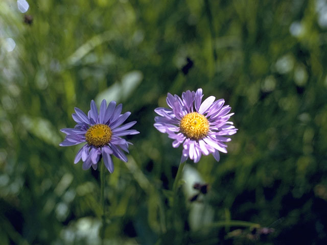 Townsendia parryi (Parry's townsend daisy) #11422