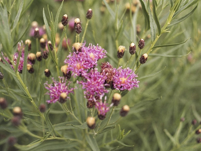 Vernonia marginata (Plains ironweed) #11482