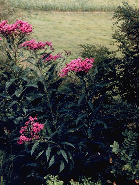 Vernonia noveboracensis (New york ironweed) #11488