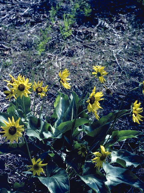 Wyethia mollis (Woolly mule-ears) #11523