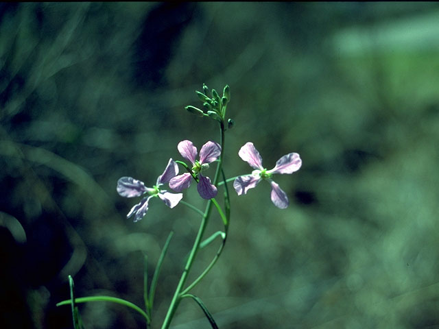 Streptanthus platycarpus (Broadpod jewelflower) #15133