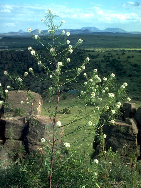 Thelypodium wrightii (Wright's thelypody) #15134