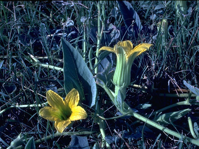 Cucurbita foetidissima (Stinking gourd) #15135