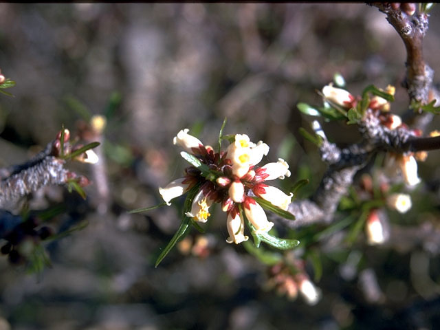 Jatropha dioica var. graminea (Leatherstem) #15147