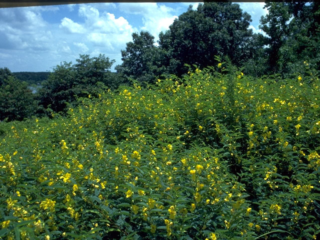 Chamaecrista fasciculata var. fasciculata (Partridge pea) #15184