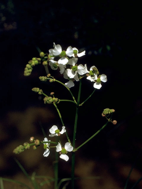 Sagittaria lancifolia ssp. media (Bulltongue arrowhead) #14992