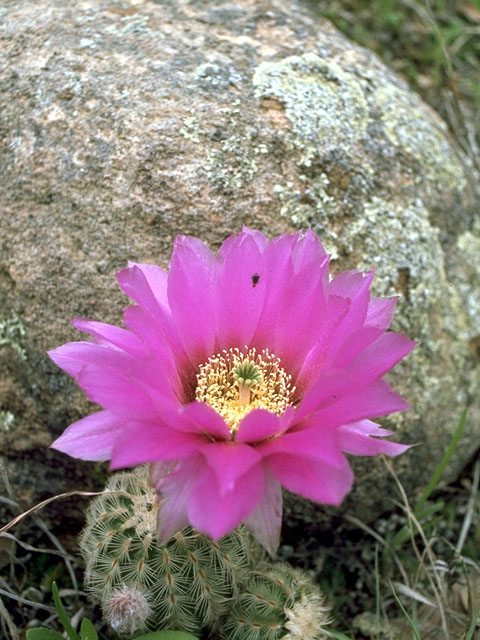 Echinocereus reichenbachii (Lace hedgehog cactus) #15026