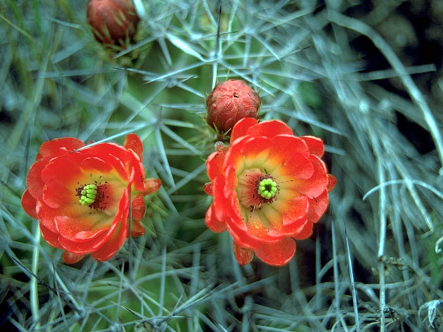 Echinocereus triglochidiatus (Claret cup) #15028