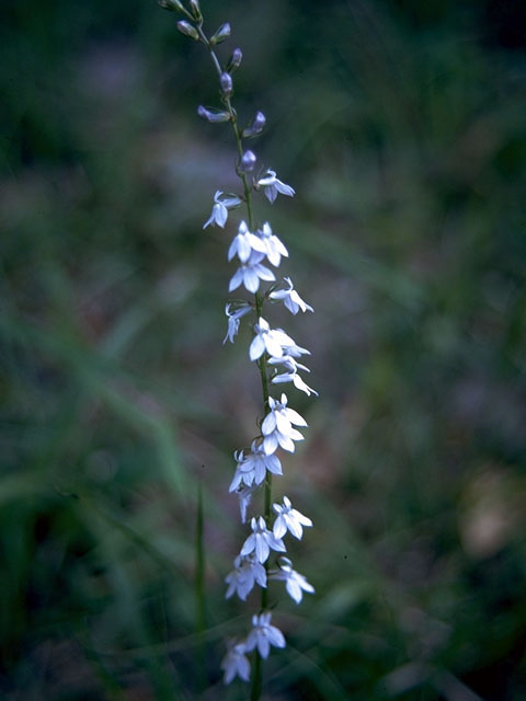 Lobelia appendiculata (Pale lobelia) #15044