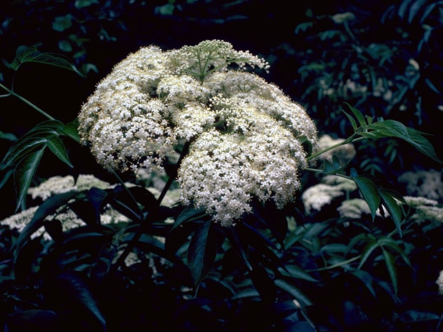 Sambucus nigra ssp. canadensis (Common elderberry) #15051