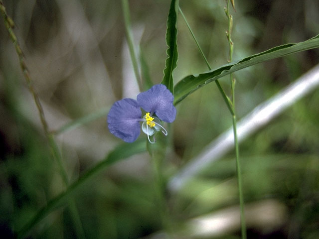 Commelina dianthifolia (Birdbill dayflower) #15056