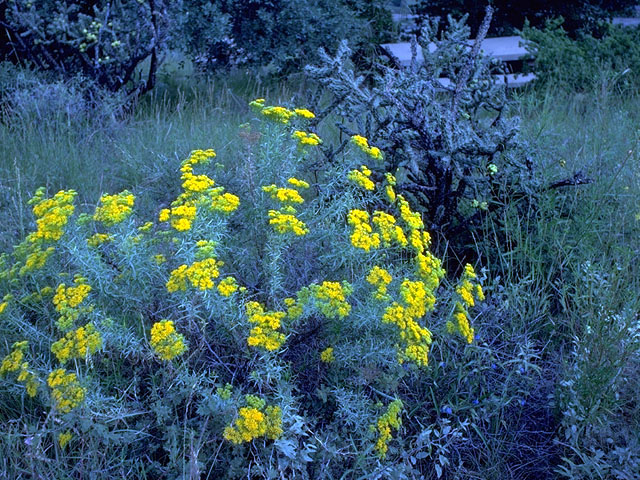 Gymnosperma glutinosum (Gumhead) #15083