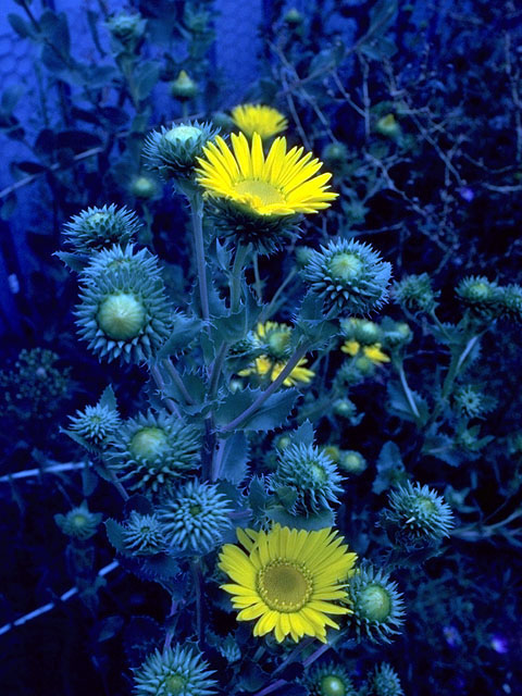 Grindelia papposa (Spanish gold) #15084