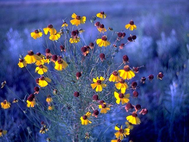 Helenium amarum var. badium (Brown bitterweed) #15085