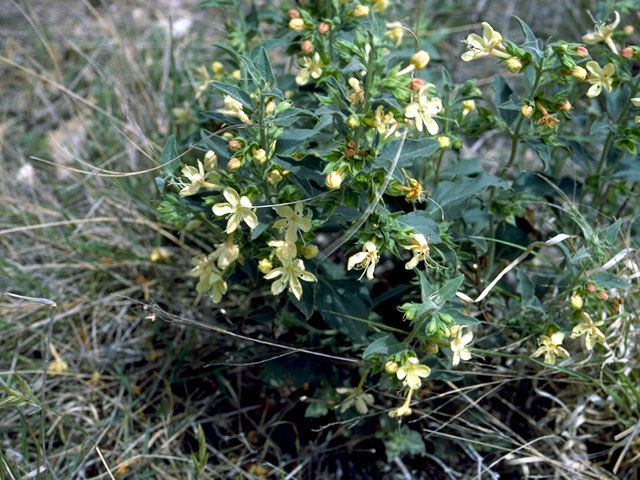 Mentzelia oligosperma (Stick-leaf) #16680