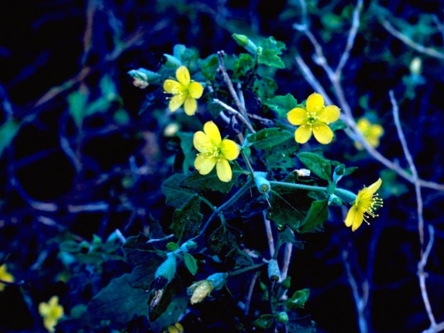 Mentzelia oligosperma (Stick-leaf) #16681