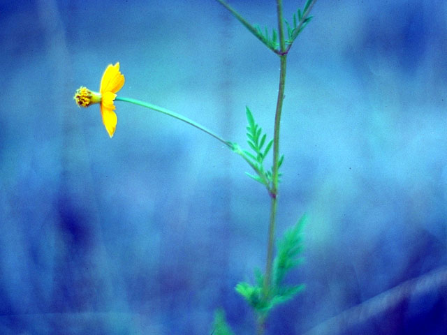 Bidens leptocephala (Fewflower beggarticks) #16716