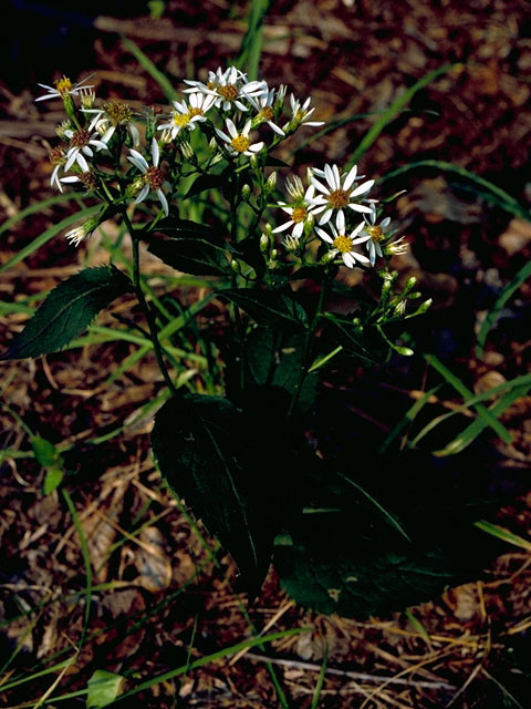 Eurybia divaricata (White wood aster) #16721